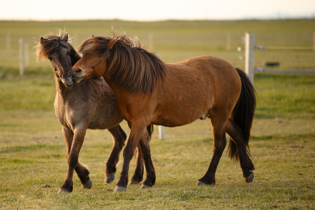 Twee paarden samen in de wei